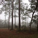 Wekiwa Springs State Park and Half Yearly Meeting November 2017