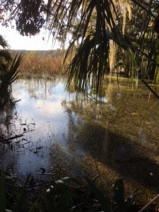 Lake and shadows at Wekiwa State Park