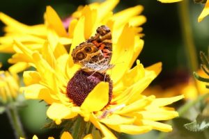 flower and butterfly as part of our stewardship